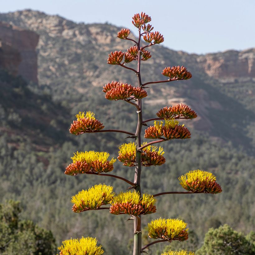 Agave chrysantha (Fioritura)