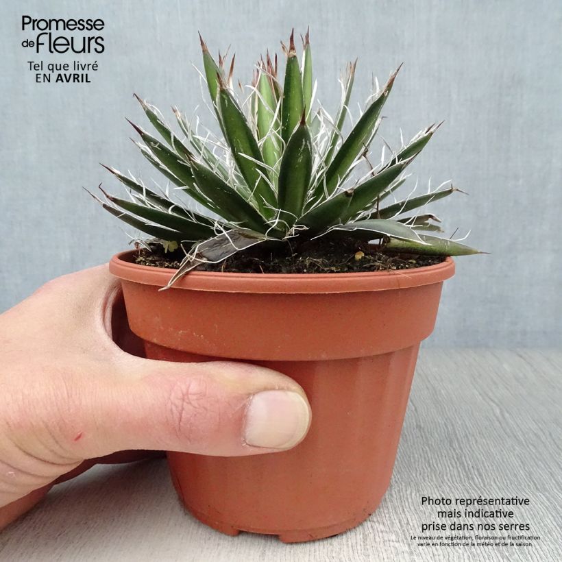 Agave filifera Vasetto da 8/9 cm esemplare consegnato in primavera