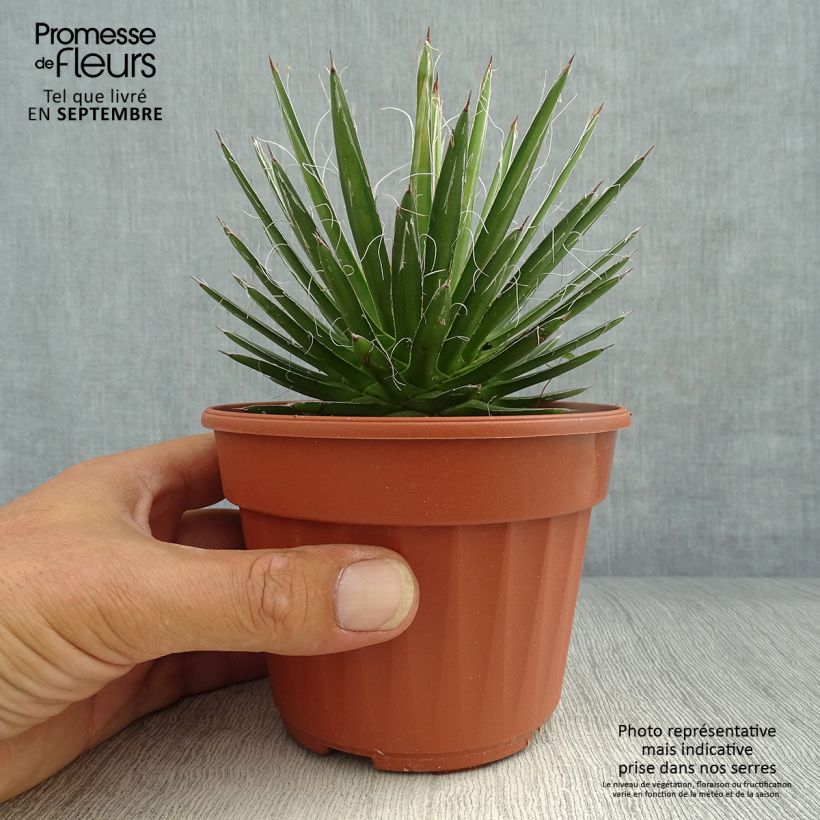 Esemplare di Agave filifera Vasetto da 8/9 cm come consegnato in autunno