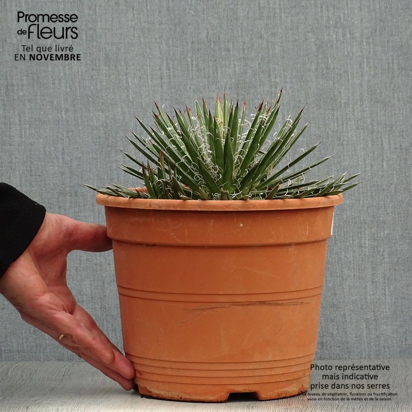 Esemplare di Agave filifera Vaso da 1,5L/2L come consegnato in autunno