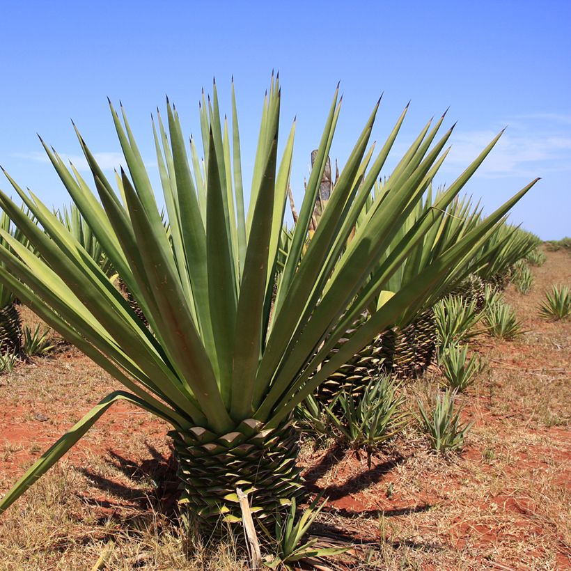 Agave fourcroydes (Porto)