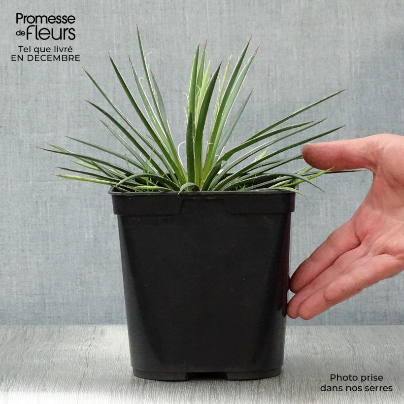 Agave geminiflora Vaso da 2L/3L esemplare consegnato in inverno
