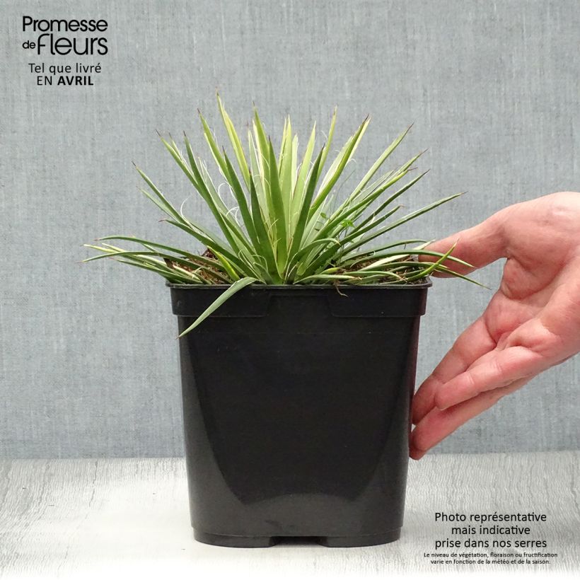 Agave geminiflora Vaso da 2L/3L esemplare consegnato in primavera