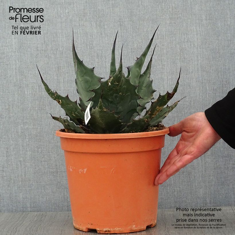 Agave havardiana Vaso da 7,5L/10L esemplare consegnato in inverno