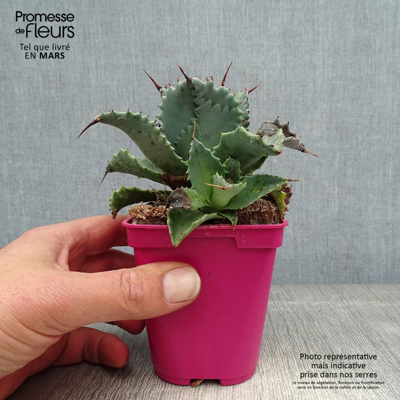 Agave isthmensis Vaso da Ø 10 cm/11 cm esemplare consegnato in primavera