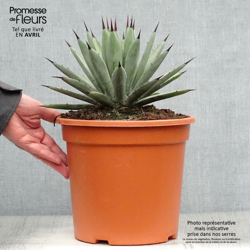 Agave macroacantha Vaso da 7,5L/10L esemplare consegnato in primavera