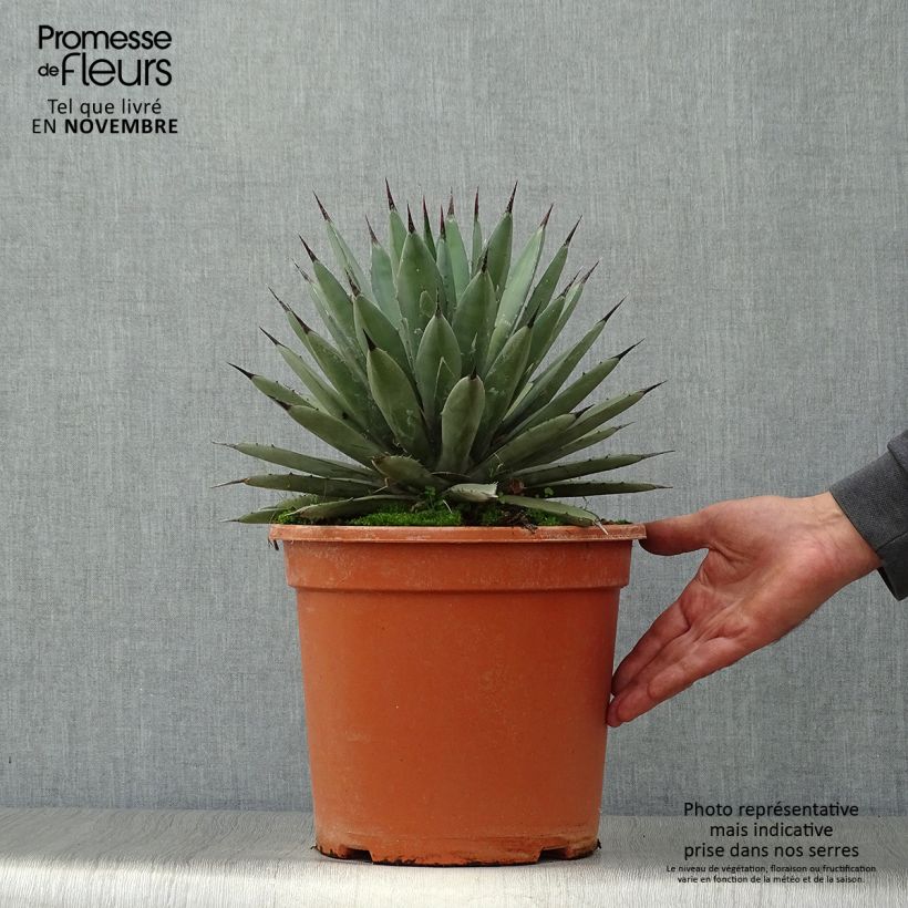 Esemplare di Agave macroacantha Vaso da 7,5L/10L come consegnato in autunno