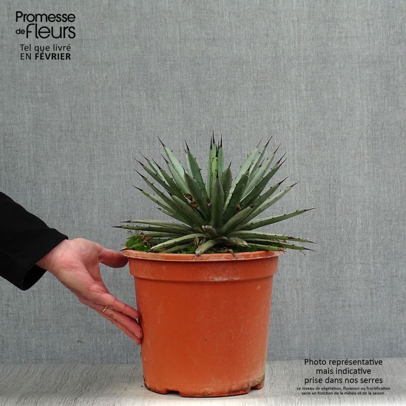 Agave macroacantha Vaso da 7,5L/10L esemplare consegnato in inverno