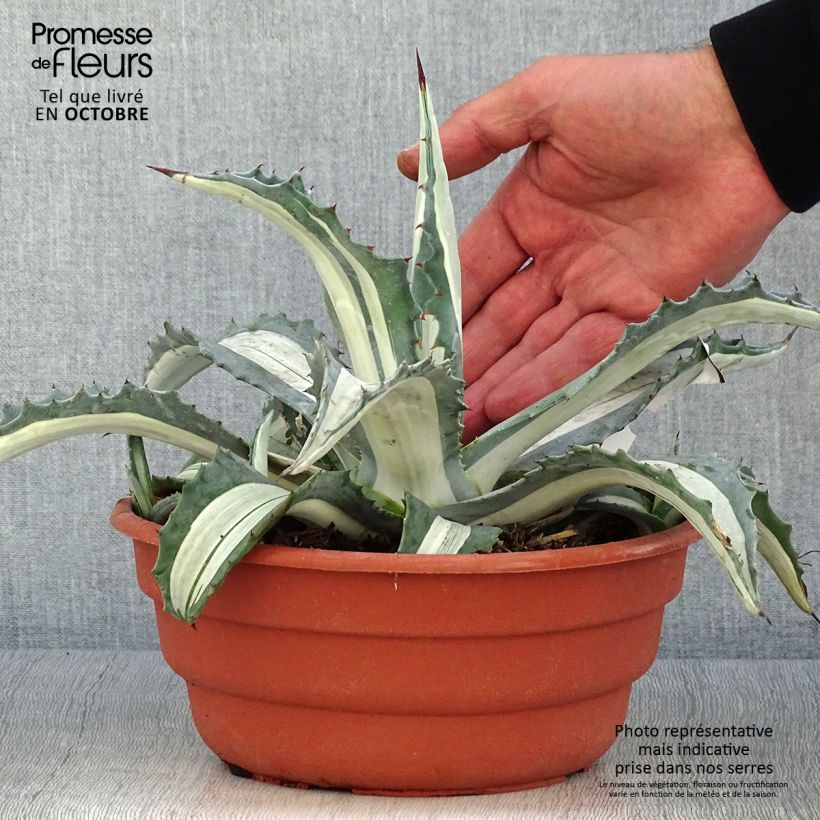 Esemplare di Agave americana mediopicta Alba Vaso da 2L/3L come consegnato in autunno