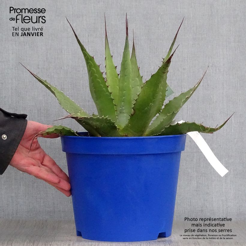 Agave montana Vaso da 7,5L/10L esemplare consegnato in inverno