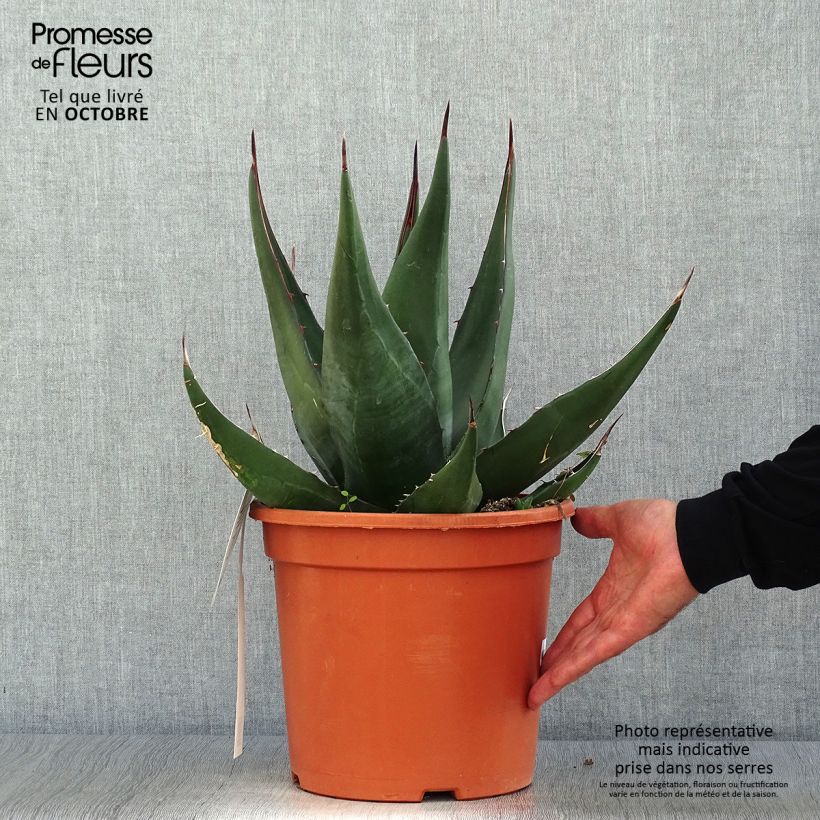 Esemplare di Agave montana Vaso da 7,5L/10L come consegnato in autunno