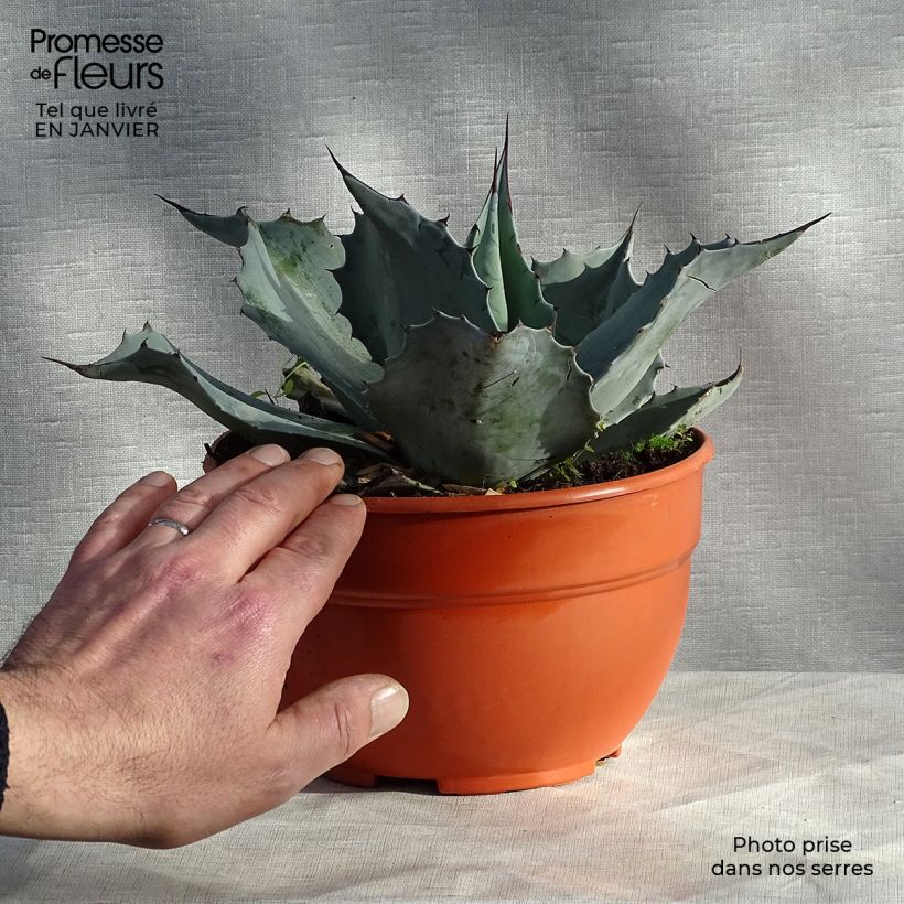 Agave ovatifolia Vaso da 3L/4L esemplare consegnato in inverno