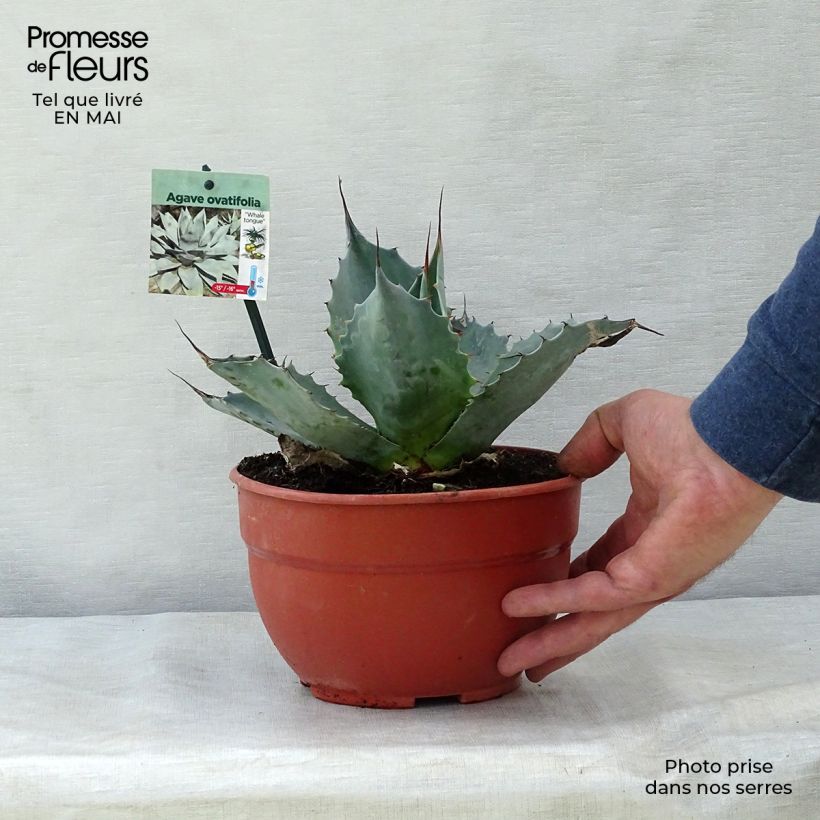 Agave ovatifolia Vaso da 3L/4L esemplare consegnato in primavera