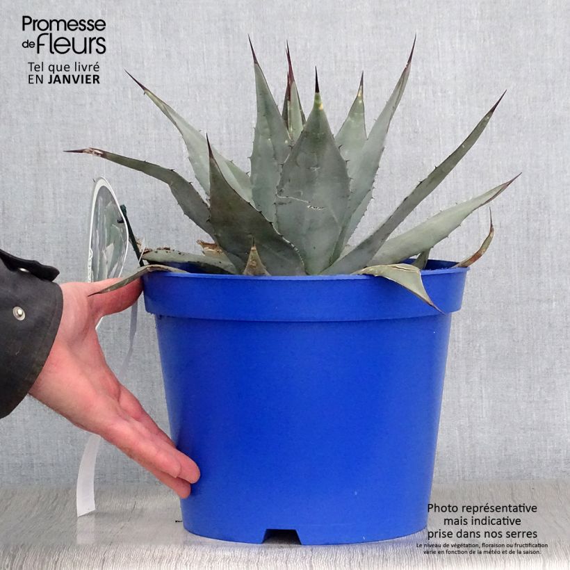 Agave parryi var. neomexicana Vaso da 7,5L/10L esemplare consegnato in inverno