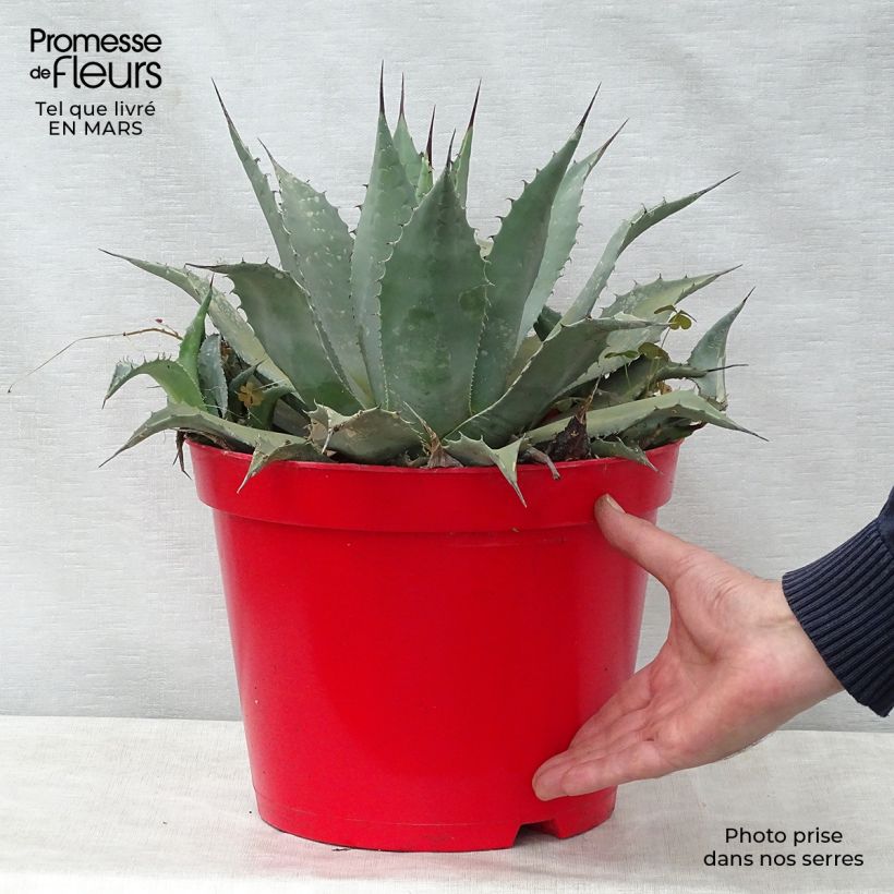 Agave parryi var. neomexicana Vaso da 7,5L/10L esemplare consegnato in primavera