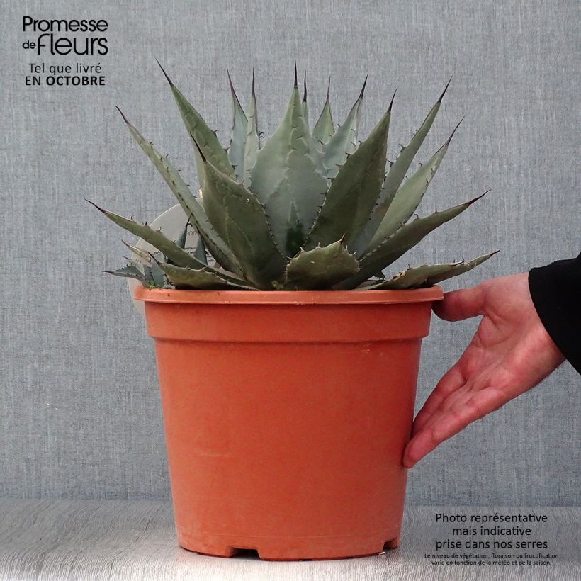Esemplare di Agave parryi var. neomexicana Vaso da 7,5L/10L come consegnato in autunno