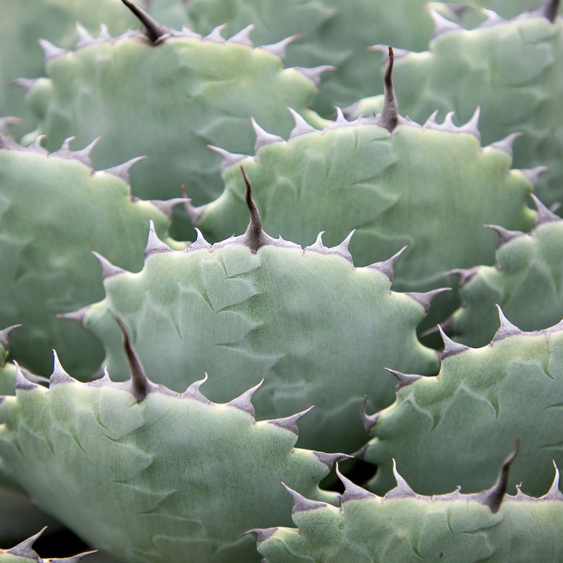 Agave potatorum var. verschaffeltii (Fogliame)