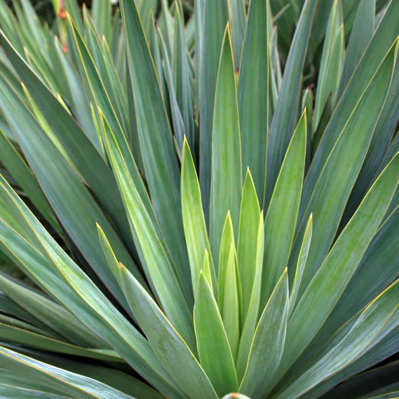 Agave sisalana - Sisal (Fogliame)