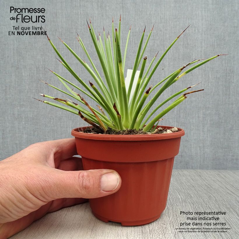 Esemplare di Agave stricta Nana Vaso da Ø 12 cm / 13 cm come consegnato in autunno