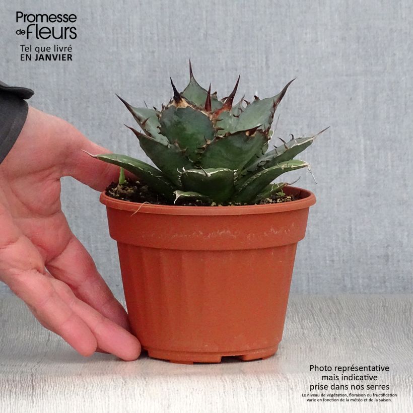 Agave titanota Vaso da Ø 12 cm / 13 cm esemplare consegnato in inverno