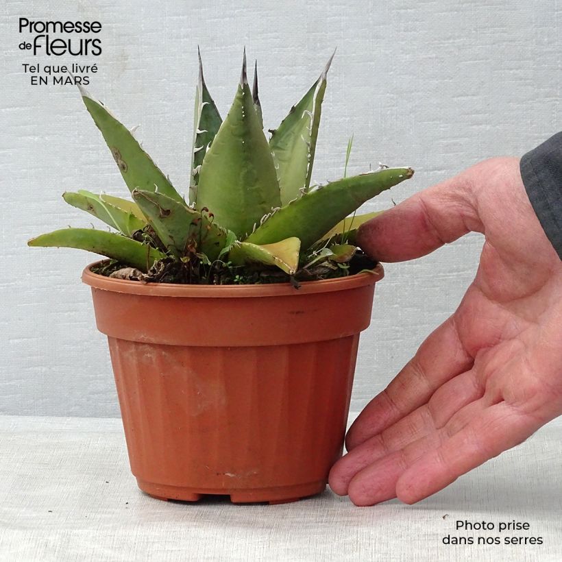 Agave titanota Vaso da Ø 12 cm / 13 cm esemplare consegnato in primavera