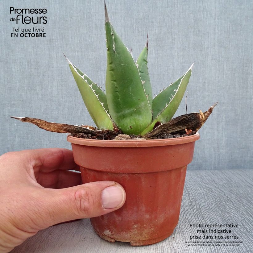 Esemplare di Agave titanota Vaso da Ø 12 cm / 13 cm come consegnato in autunno