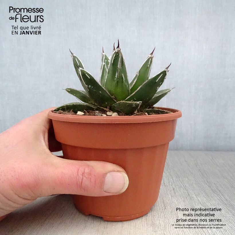 Agave victoriae-reginae Vaso da Ø 12 cm / 13 cm esemplare consegnato in inverno