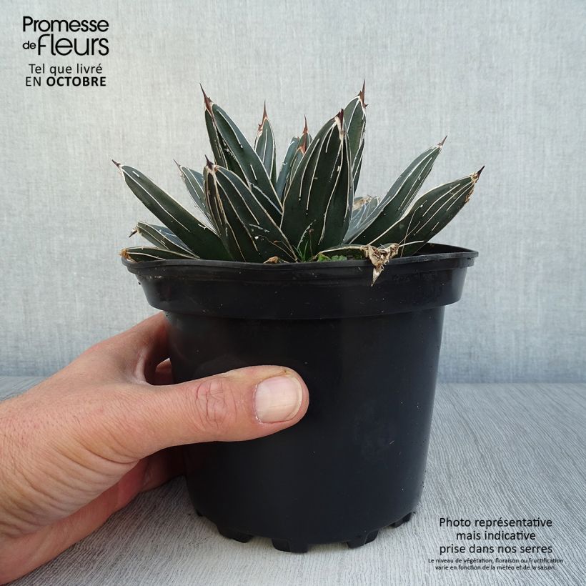 Esemplare di Agave victoriae-reginae Vaso da 2L/3L come consegnato in autunno