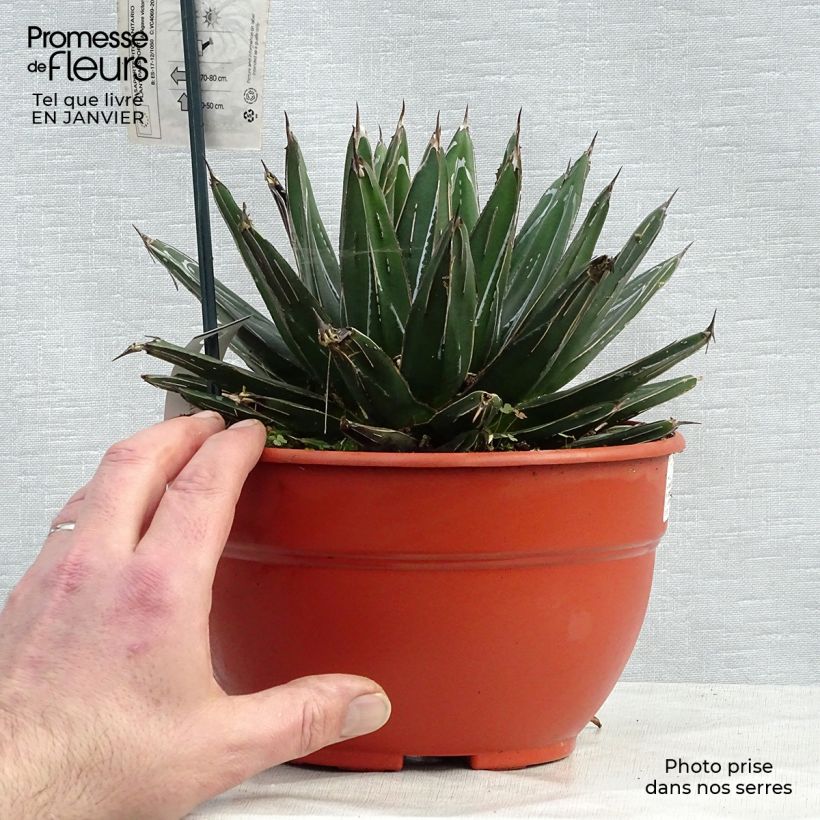 Agave victoriae-reginae Vaso da 2L/3L esemplare consegnato in inverno
