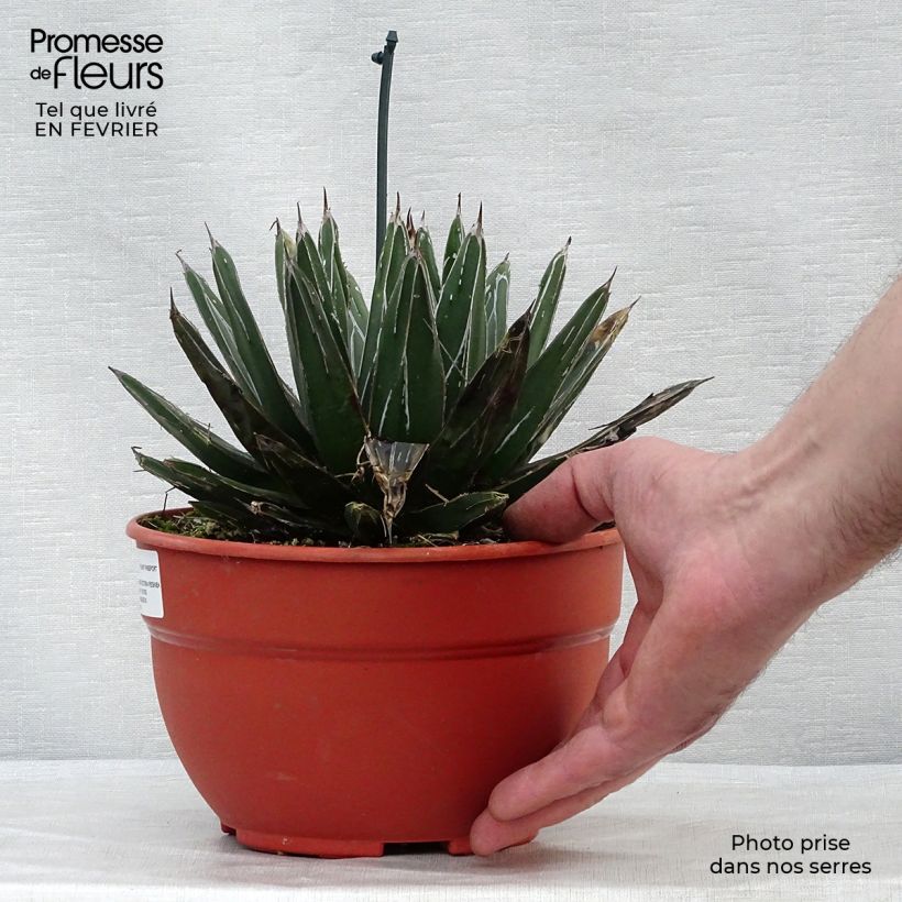 Agave victoriae-reginae Vaso da 4L/5L esemplare consegnato in inverno