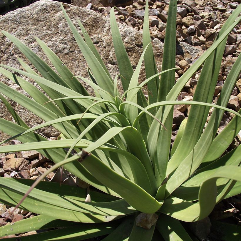 Agave bracteosa (Fogliame)