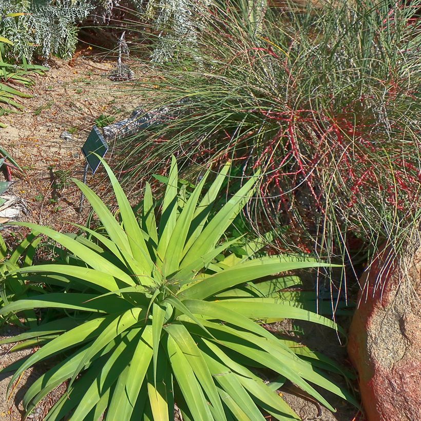Agave bracteosa (Porto)