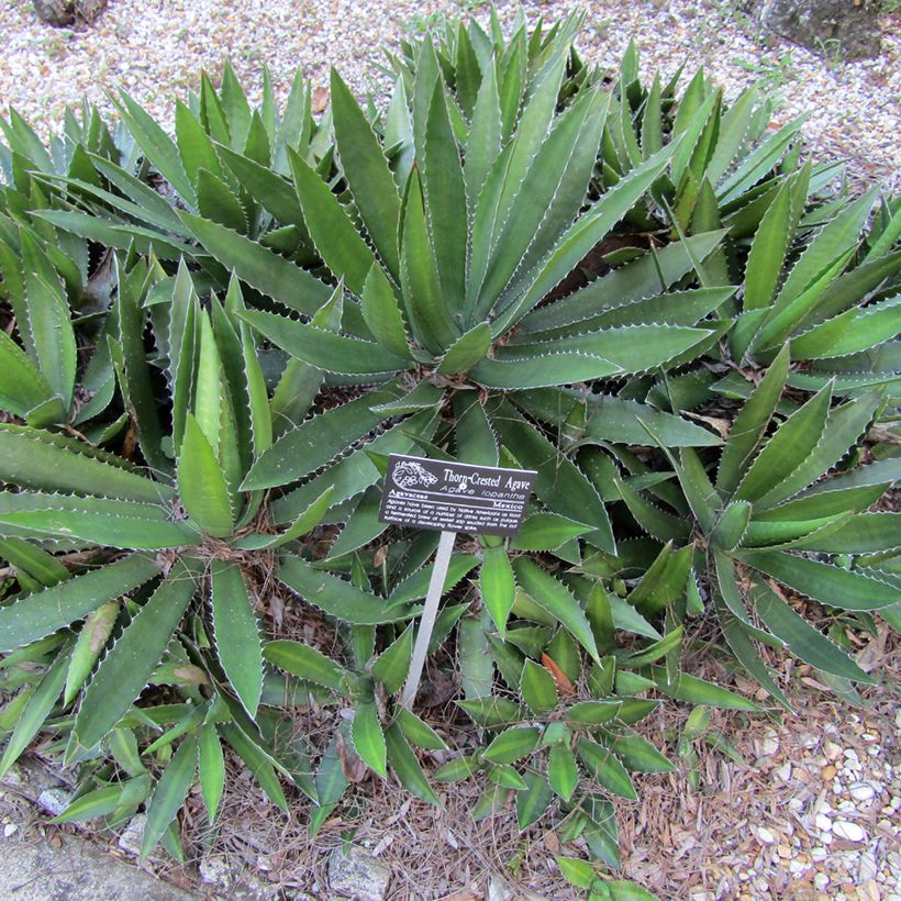 Agave lophantha (Porto)