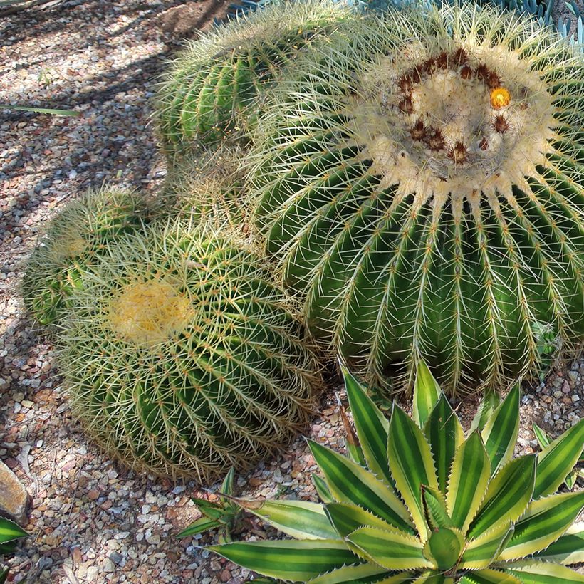 Agave lophantha Quadricolor (Porto)