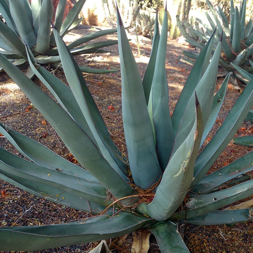 Agave x nigra (Porto)