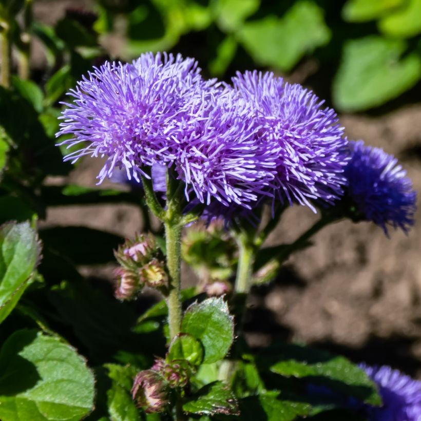 Ageratum  Aloha F1 Blue (semi) (Fioritura)