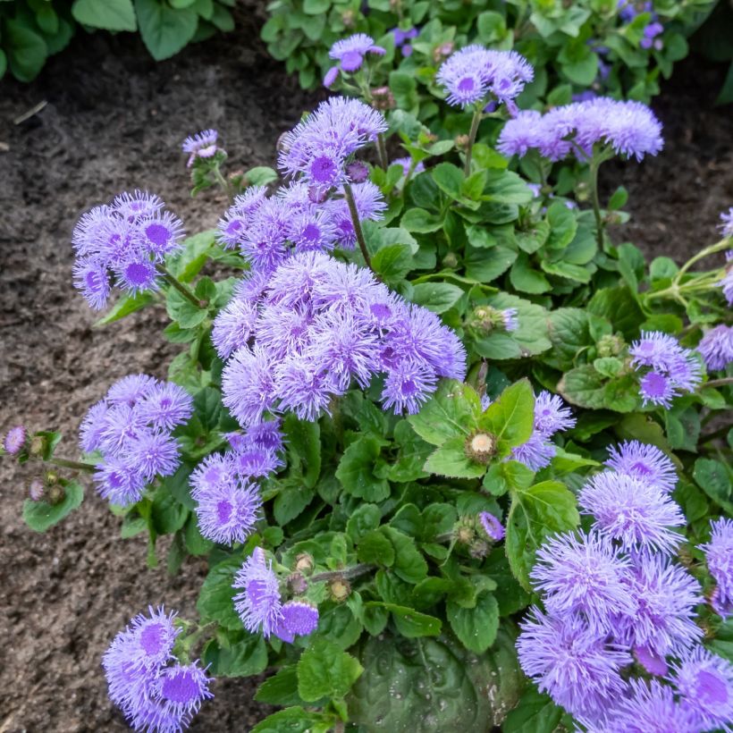 Ageratum  Aloha F1 Blue (semi) (Porto)