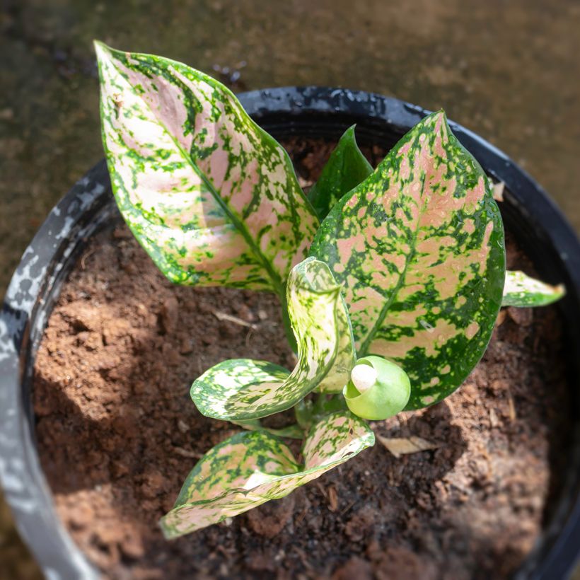 Aglaonema Beauty (Fogliame)