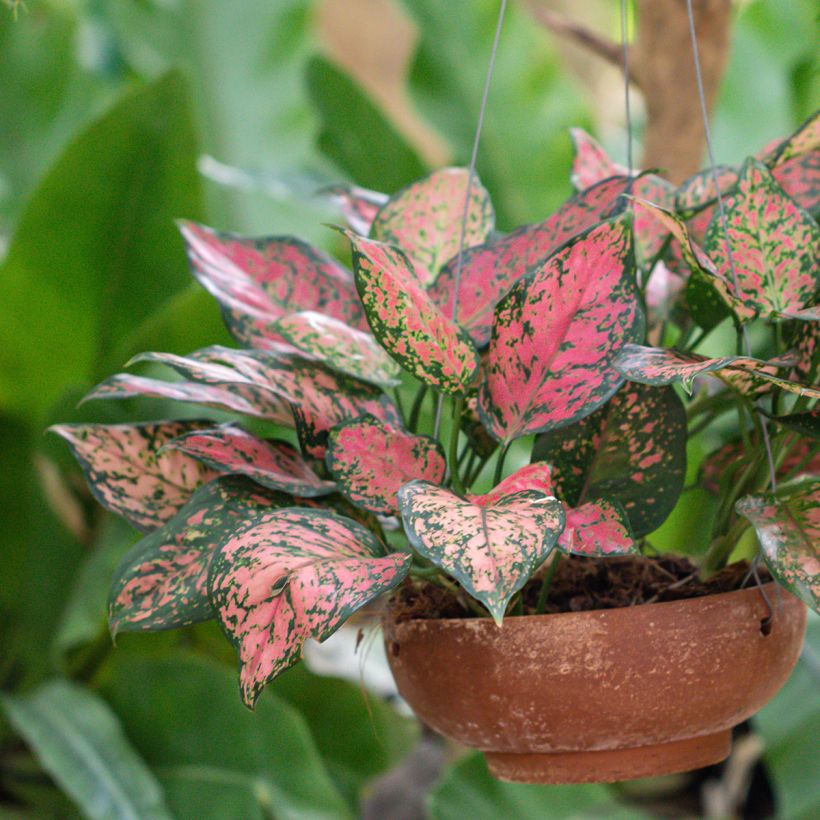 Aglaonema Beauty (Porto)