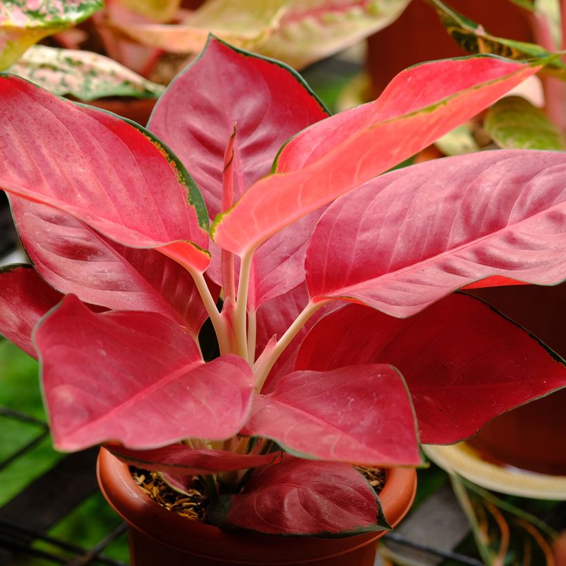 Aglaonema Rich Red (Porto)