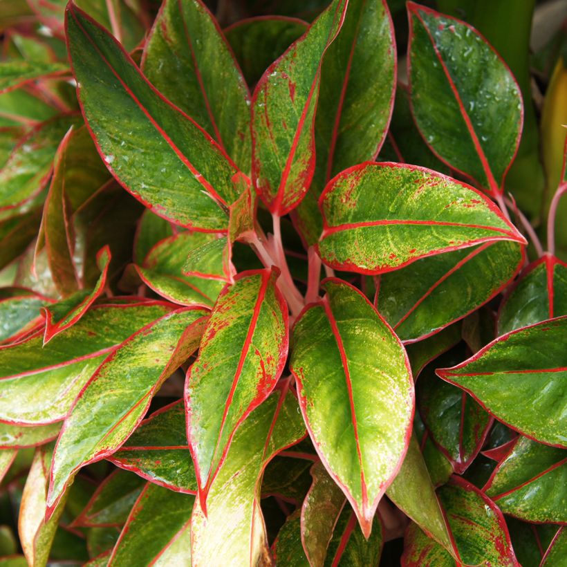 Aglaonema Siam Aurora (Fogliame)