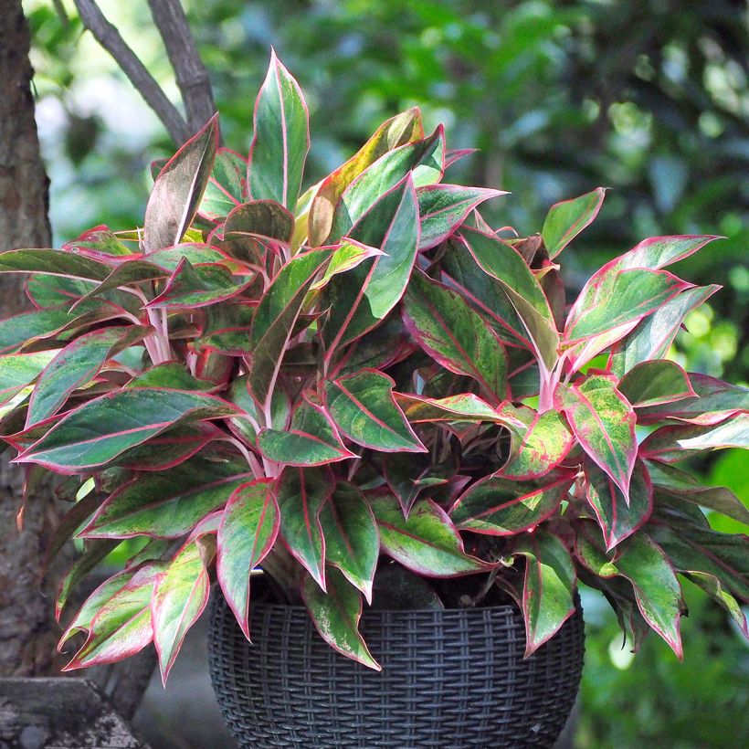 Aglaonema Siam Aurora (Porto)
