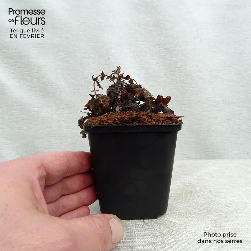 Agrimonia eupatoria Alba Vasetto da 8/9 cm esemplare consegnato in inverno