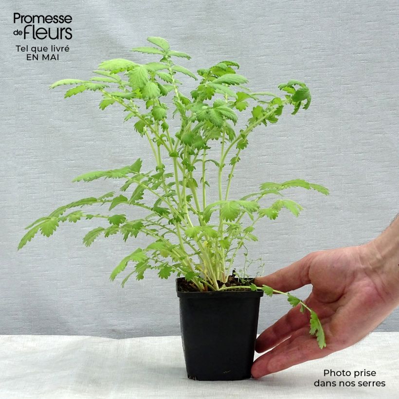 Agrimonia eupatoria Alba Vasetto da 8/9 cm esemplare consegnato in primavera