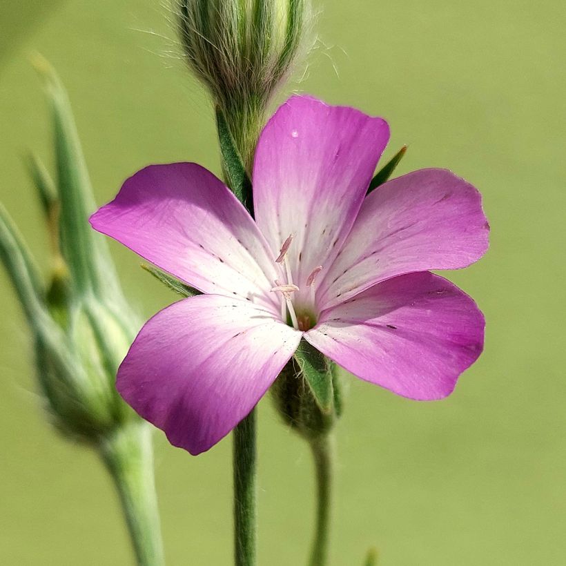 Agrostemma githago BIO (semi) - Gittaione (Fioritura)
