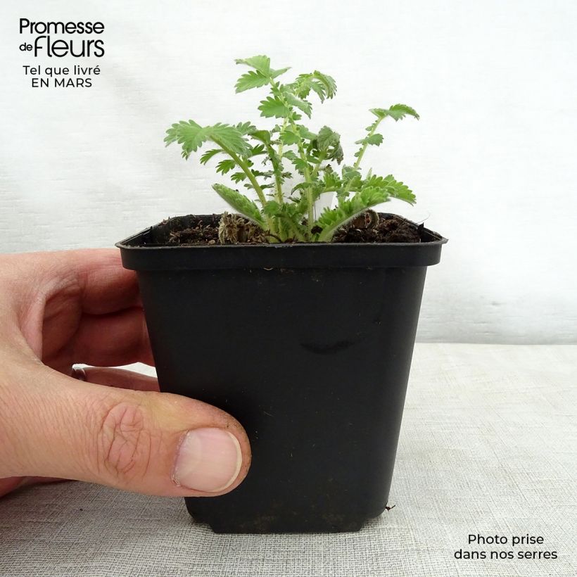 Agrimonia eupatoria - Agrimonia comune Vasetto da 8/9 cm esemplare consegnato in primavera