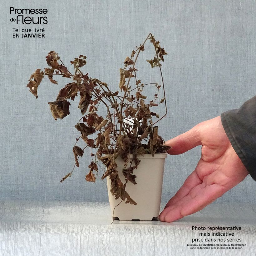 Agrimonia eupatoria - Agrimonia comune Vasetto da 8/9 cm esemplare consegnato in inverno