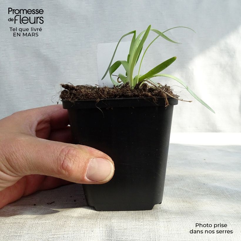 Allium Millenium - Aglio ornamentale Vasetto da 8/9 cm esemplare consegnato in inverno