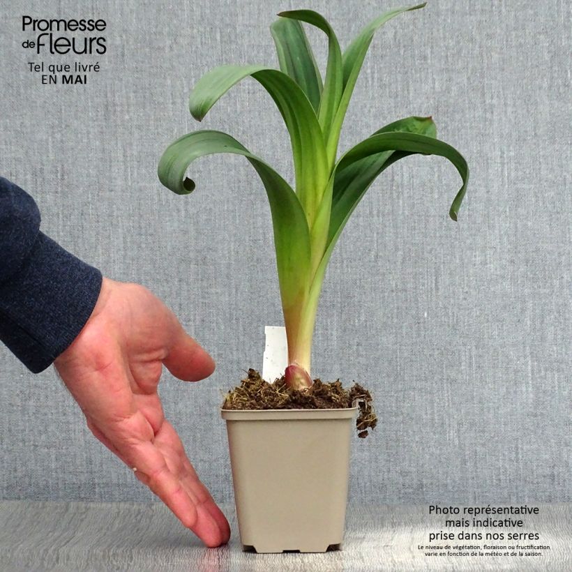 Allium Ostara - Aglio ornamentale Vasetto da 8/9 cm esemplare consegnato in primavera