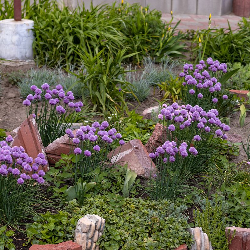 Allium Serendipity - Aglio ornamentale (Porto)